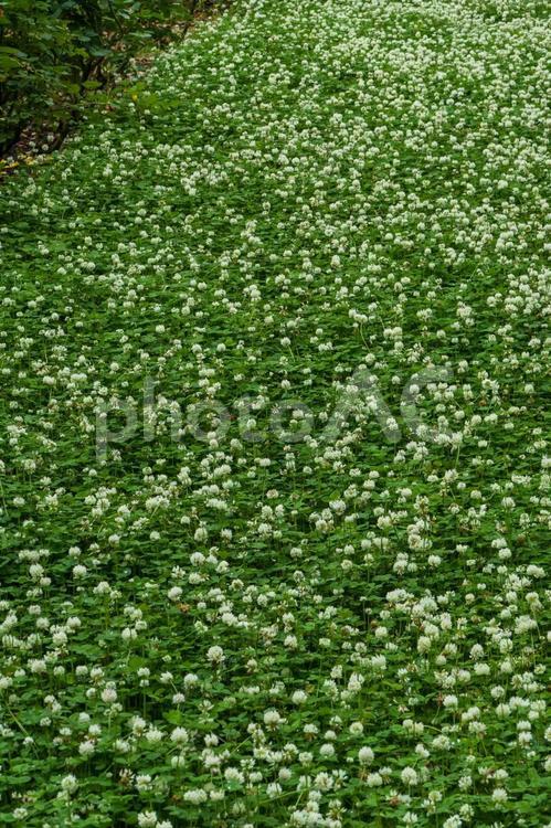 シロツメクサの絨毯 シロツメクサ,花,葉の写真素材