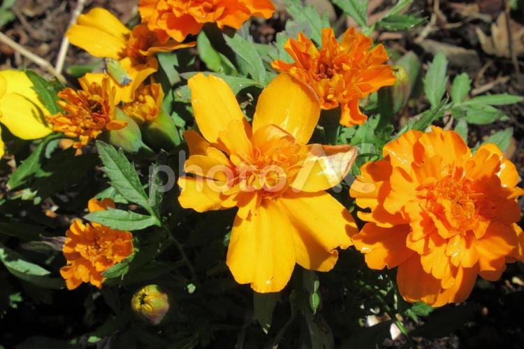 住宅地の花壇に咲くマリーゴールド マリーゴールド,花,植物の写真素材