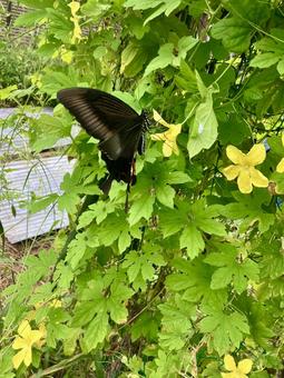 モンキアゲハ モンキアゲハの写真