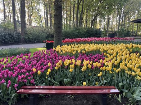 キューケンホフ公園 キューケンホフ公園の写真