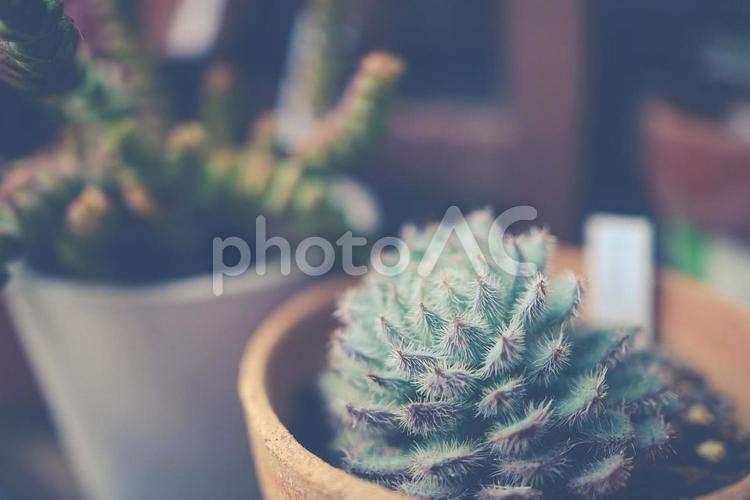 鉢植えの小さなサボテン サボテン,多肉植物,鉢植えの写真素材