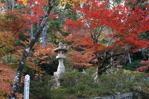紅葉と石塔＠光明寺 石塔,寺,光明寺の写真素材
