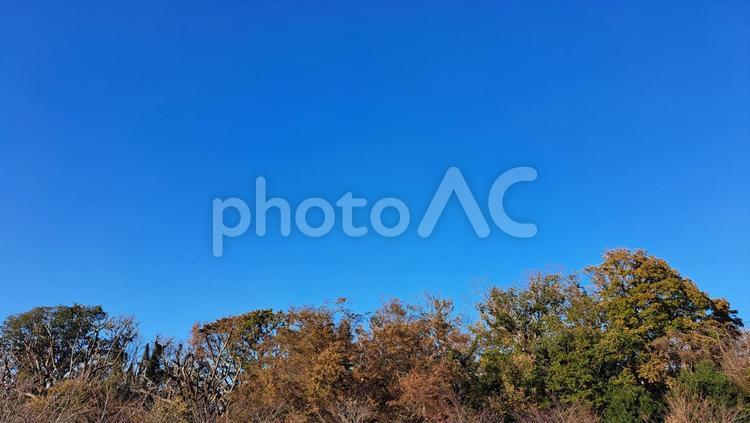 澄んだ青空と木々 空,青空,背景の写真素材