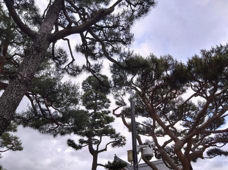 松の木 松の木の写真