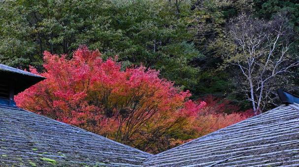 苔の生えた屋根越しに見えるモミジの紅葉 モミジ,紅葉,オレンジ色の写真素材