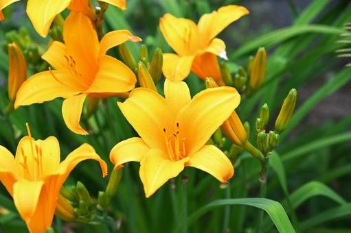 カンゾウの花が咲いていた カンゾウの花が咲いていたの写真