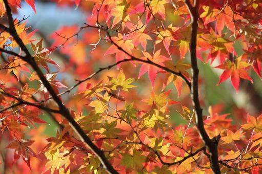 Brilliant autumn leaves, maple, autumn leaves, momiji, JPG