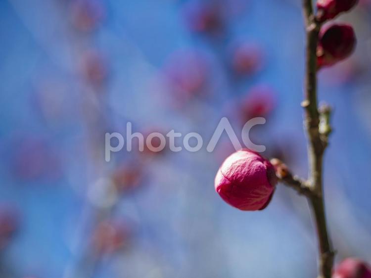 咲きそうな梅の蕾 咲きそう,つぼみ,花の写真素材