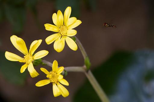 花とアブ 黄色い花,アブ,花の写真素材