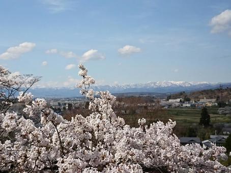 cherry blossoms, JPG cherry blossoms, JPG
