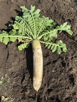 市民農園の大根の収穫 大根,だいこん,食べ物の写真素材
