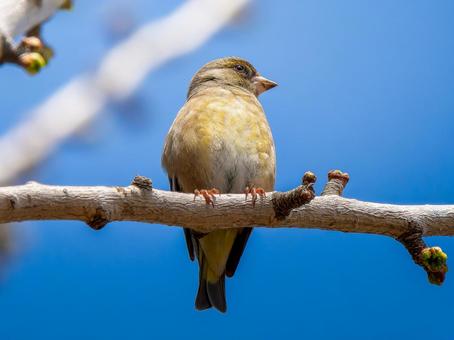 枝にとまるカワラヒワ 枝にとまるカワラヒワ カワラヒワ,野鳥,鳥の写真素材