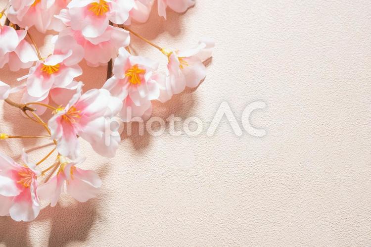 春の桜とフリースペース（ピンク背景） 桜,新学期,新生活の写真素材