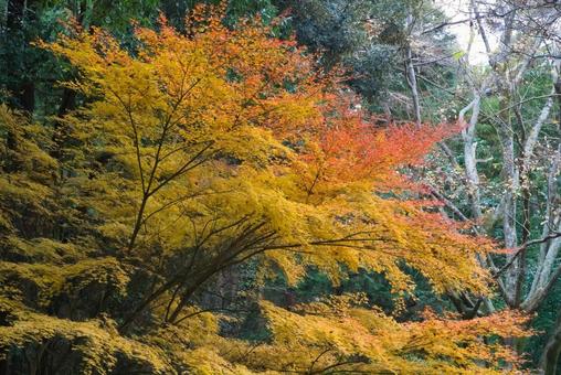 オレンジ色のカエデ紅葉3の写真