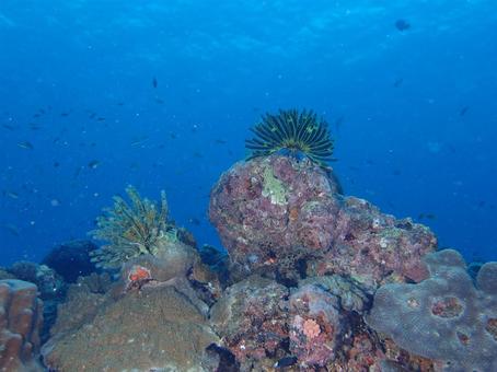 沖縄の海 沖縄,ダイビング,水中写真の写真素材