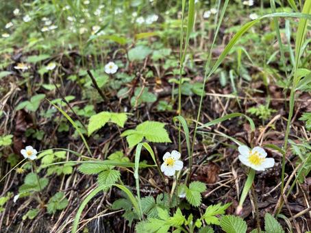 Photo, white-billed snake strawberry, rose family, fuji mountain, 