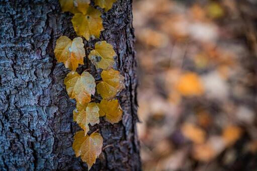 札幌　秋の落葉の風景 北海道,北,札幌市の写真素材
