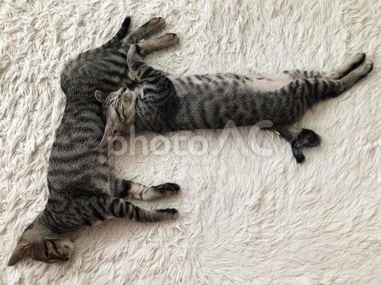 くるりんしっぽがチャームポイント 猫,もふもふ,キジトラの写真素材