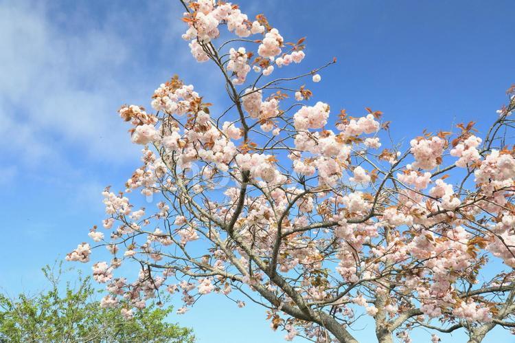 桜を仰ぐ 空,青空,雲の写真素材