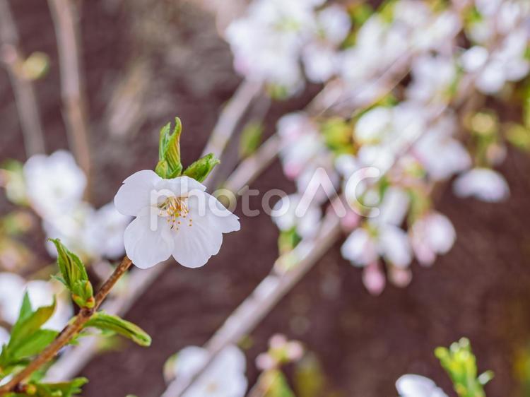 ソメイヨシノ桜ｰ4 ソメイヨシノ,さくら,桜の写真素材