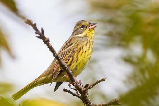 アオジ⒇ 野鳥,アオジ,鳥類の写真素材