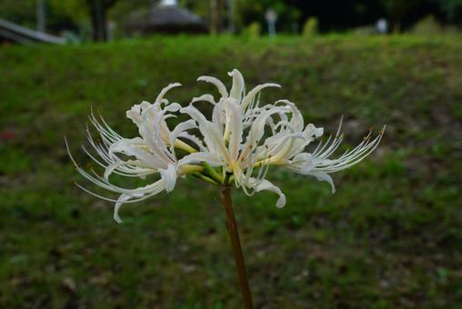 白いヒガンバナの写真