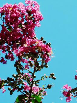 長野県-前山寺-サルスベリと青空の写真