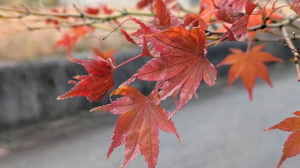 紅葉-131 もみじ,秋色,秋イメージの写真素材