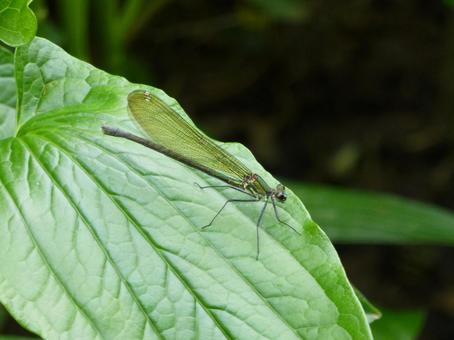 A dragonfly resting on a leaf in the grass at a natural park, JPG A dragonfly resting on a leaf in the grass at a natural park, JPG