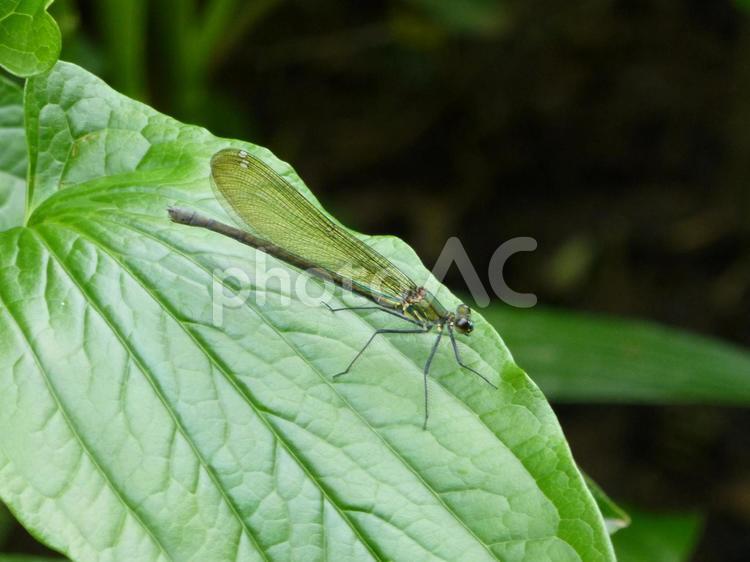 自然公園の草むらで葉に止まるカワトンボ カワトンボ,トンボ,虫の写真素材