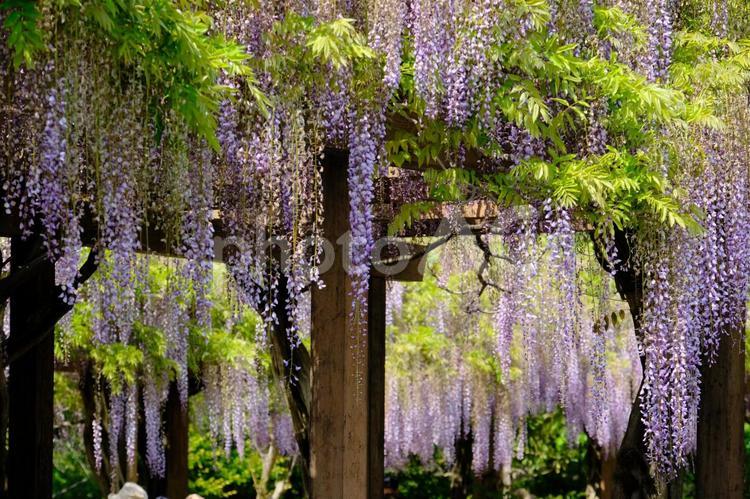 しまなみ海道　大三島　大山祇神社　藤の花 しまなみ海道,大三島,大山祇神社の写真素材