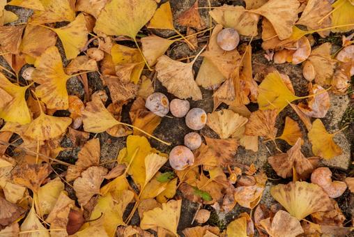 地面に落ちたイチョウの葉とギンナン ギンナン,イチョウ,銀杏の写真素材