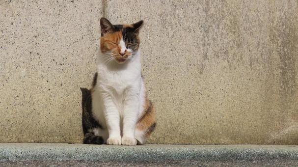 瞑想するもふもふであざと可愛い三毛猫 三毛猫,猫,眠り猫の写真素材