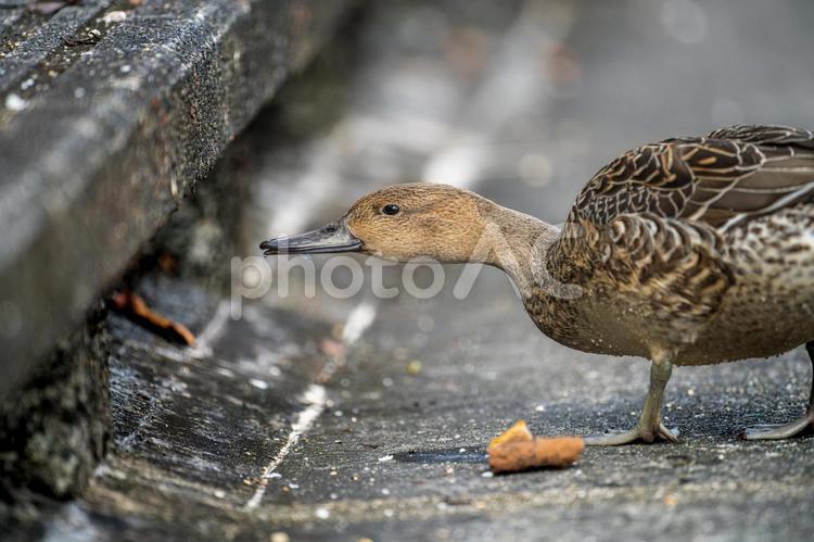 階段を歩くオナガガモのメス オナガガモ,カモ,鴨の写真素材