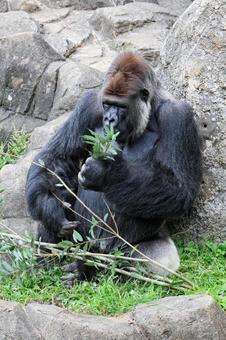 ニシゴリラ ニシゴリラの写真