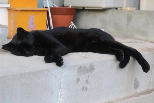 眠気に勝てない 黒猫,生き物,風景の写真素材