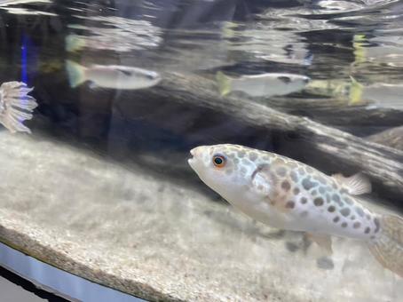 大洗水族館のフグ 大洗水族館のフグ フグ,大洗水族館,水族館の写真素材