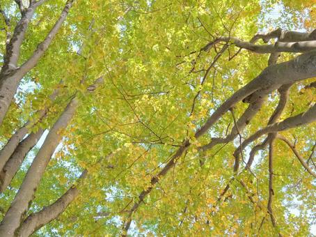 秋の大ケヤキを見上げる 欅,けやき,大木の写真素材