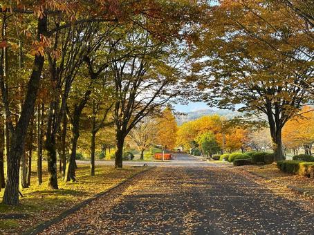 紅葉の公園 紅葉,公園,道路の写真素材