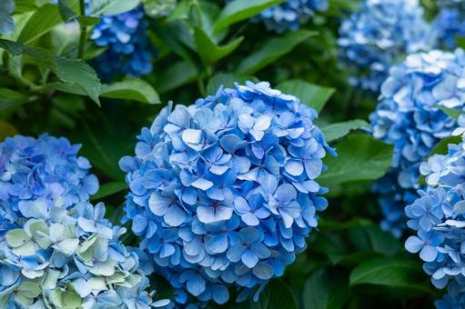 あじさいの花 あじさいの花の写真