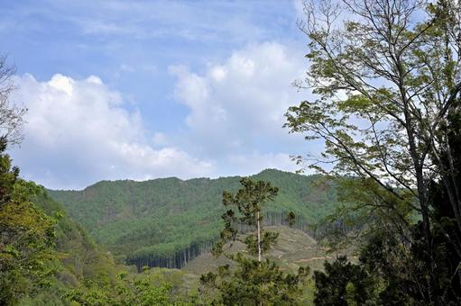 新緑の木々と白く立ち登る雲 新緑,白い,雲の写真素材