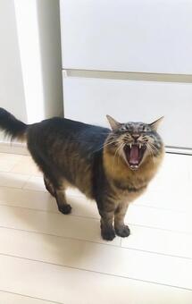 猫のあくびの瞬間 あくび,眠い,猫の写真素材