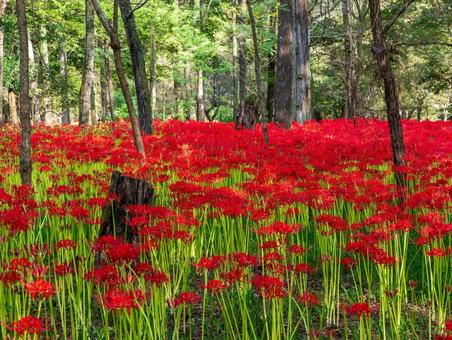 ヒガンバナ(曼殊沙華) ヒガンバナ(曼殊沙華)の写真