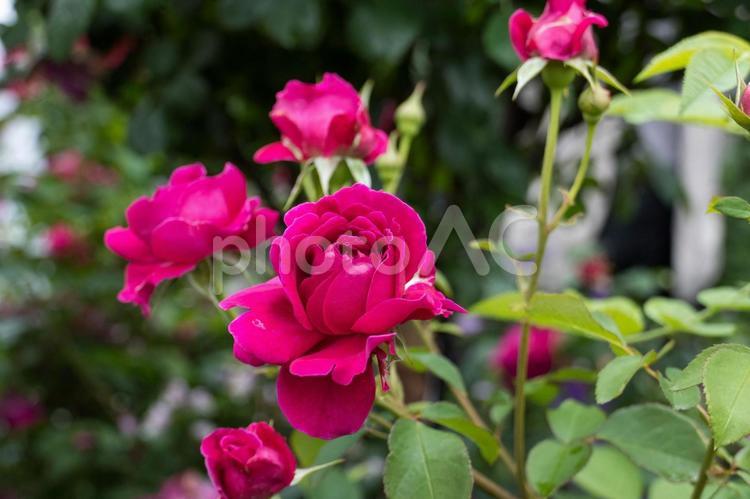 バラ園に咲くピンクのバラ バラ,薔薇,ばらの写真素材