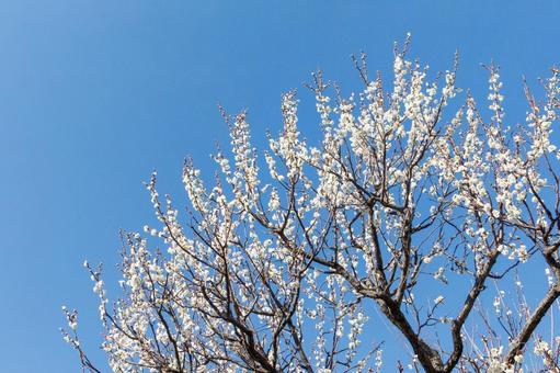 青空に映える満開の白梅 梅,迎春,白梅の写真素材