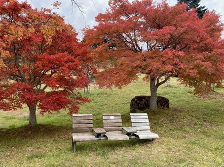 紅葉とベンチ 紅葉,ベンチ,秋の写真素材