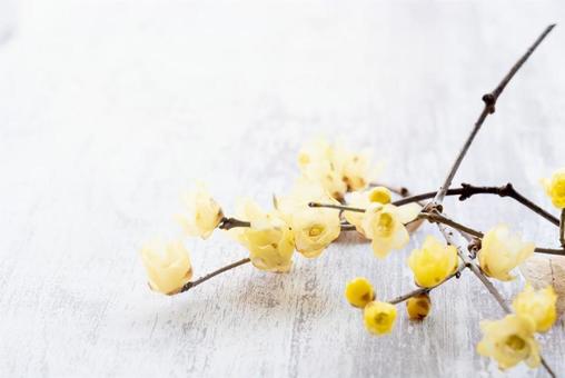 蝋梅の季節 蝋梅の季節の写真