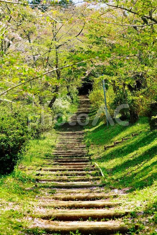 初夏の風景　桜と菜の花 ハイキング,ウォーキング,トレッキングの写真素材