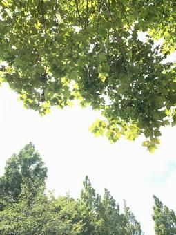 緑の背景 緑の背景の写真