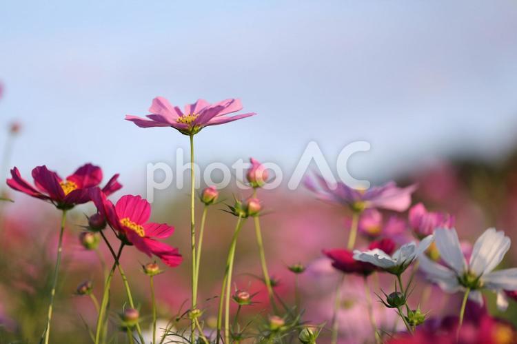 夕暮れの世界 コスモス,夕暮れ,花の写真素材